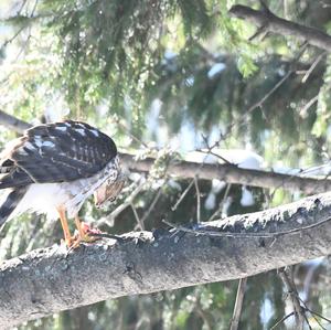 Cooper's Hawk