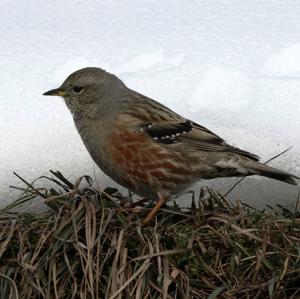 Alpine Accentor