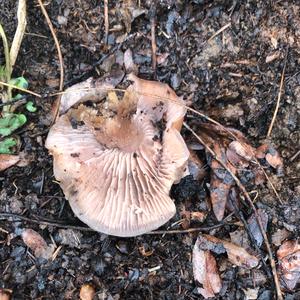 Wood Blewit