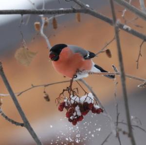 Eurasian Bullfinch