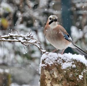 Eurasian Jay