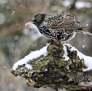 Common Starling