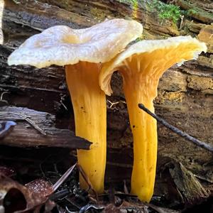 Trumpet Chanterelle