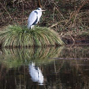 Grey Heron