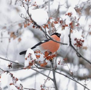 Eurasian Bullfinch