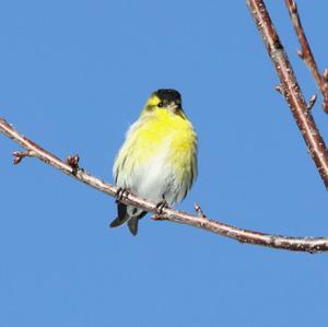 Eurasian Siskin