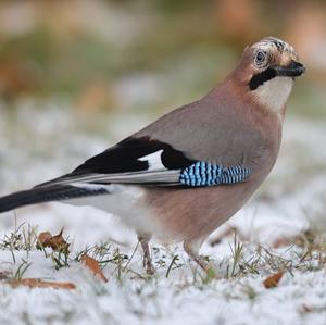 Eurasian Jay