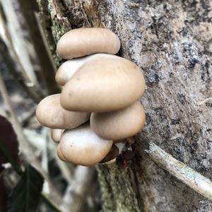 Oyster Mushroom