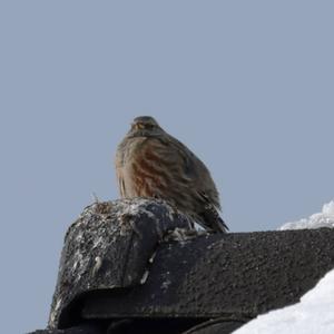 Alpine Accentor