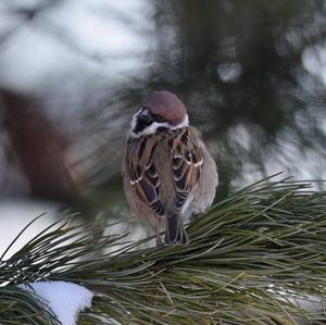 Eurasian Tree Sparrow