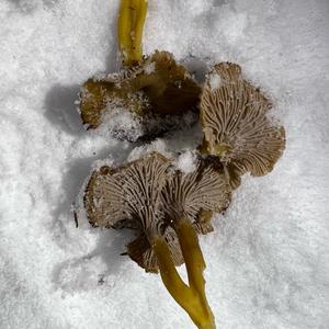 Trumpet Chanterelle