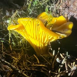 Chanterelle, Common