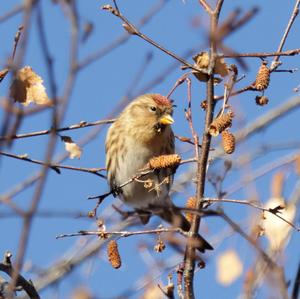 Common Redpoll