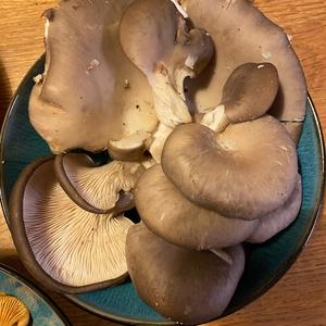 Oyster Mushroom