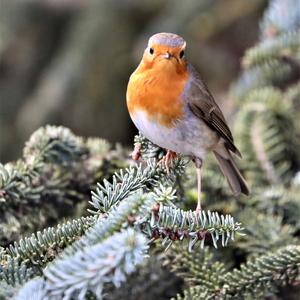 European Robin