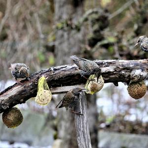 Common Starling