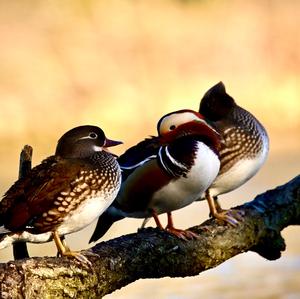 Mandarin Duck