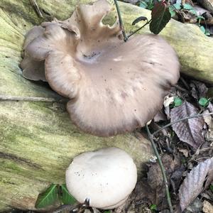 Oyster Mushroom