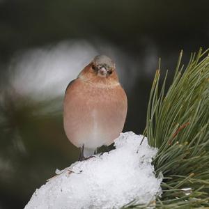 Eurasian Chaffinch