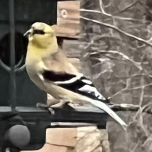 American Goldfinch