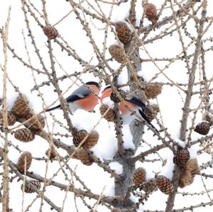 Eurasian Bullfinch