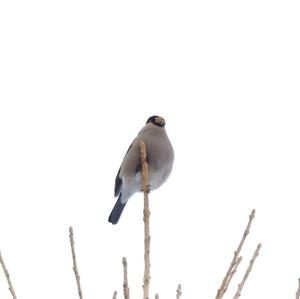 Eurasian Bullfinch