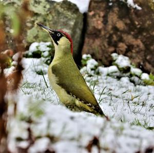 Eurasian Green Woodpecker