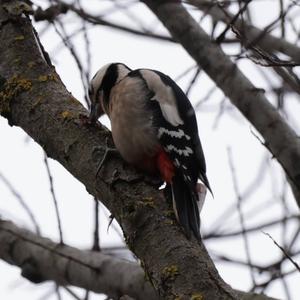 Great Spotted Woodpecker