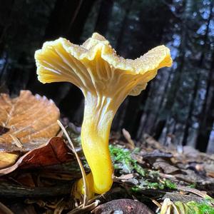 Trumpet Chanterelle