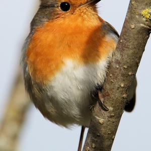 European Robin