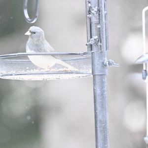 Dark-eyed Junco