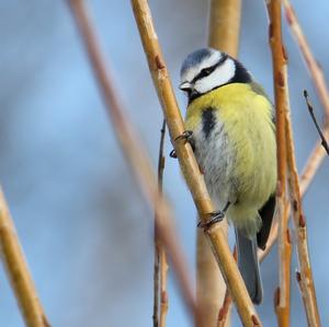 Blue Tit