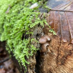 Oyster Mushroom