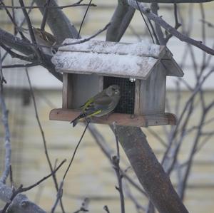 European Greenfinch