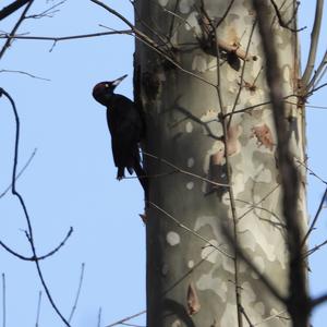 Black woodpecker