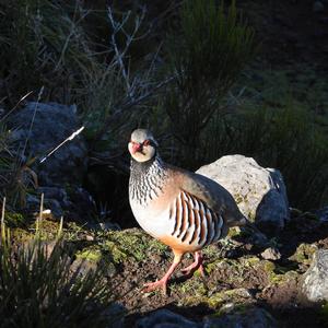 Red-legged Partridge