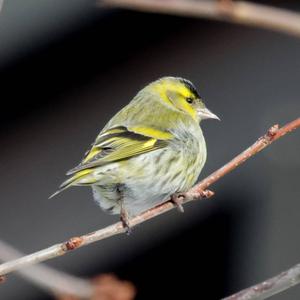 Eurasian Siskin