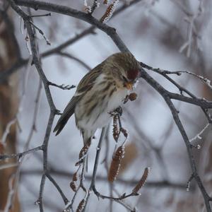 Common Redpoll