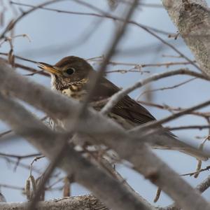 Song Thrush