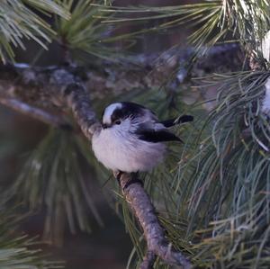 Long-tailed Tit