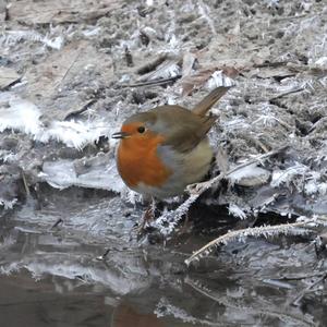 European Robin