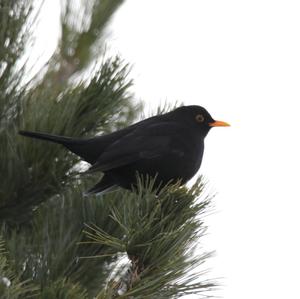 Eurasian Blackbird