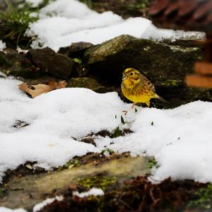 Yellowhammer