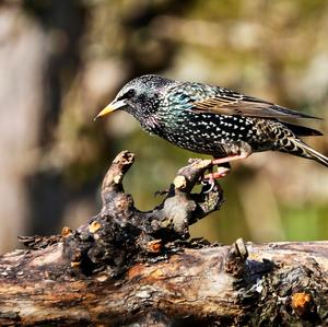 Common Starling