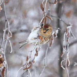 Common Redpoll