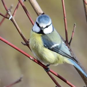 Blue Tit