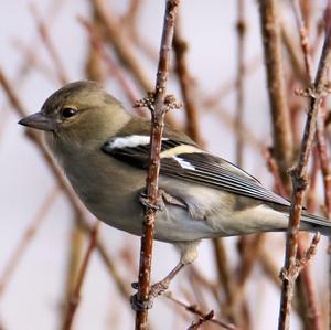 Eurasian Chaffinch