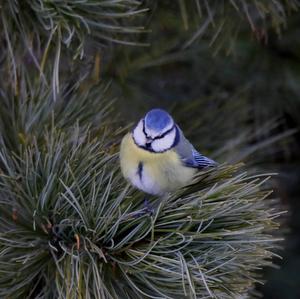 Blue Tit