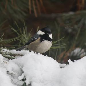 Coal Tit