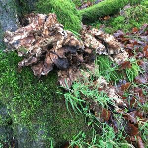 Hen-of-the-Woods